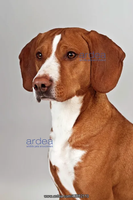 : Posavaz Hound, portrait : Posavaz Hound, portrait