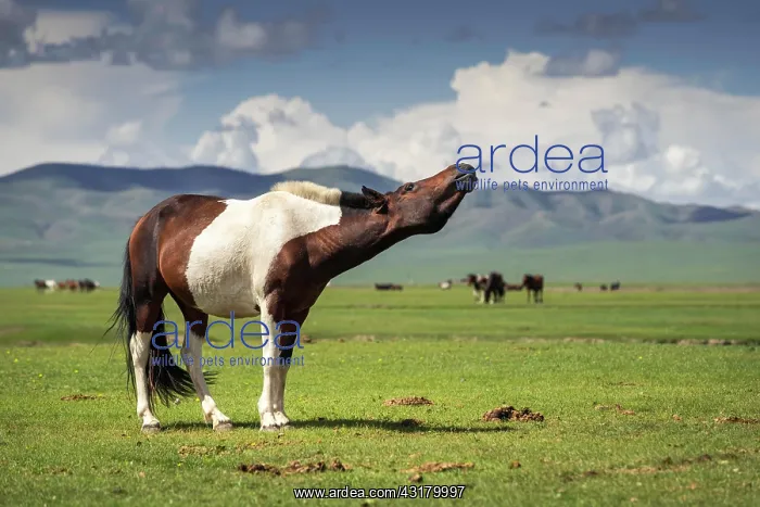 : Pose of the horse (Equus ferus caballus), Arkhangai : Pose of the horse (Equus ferus caballus), Arkhangai