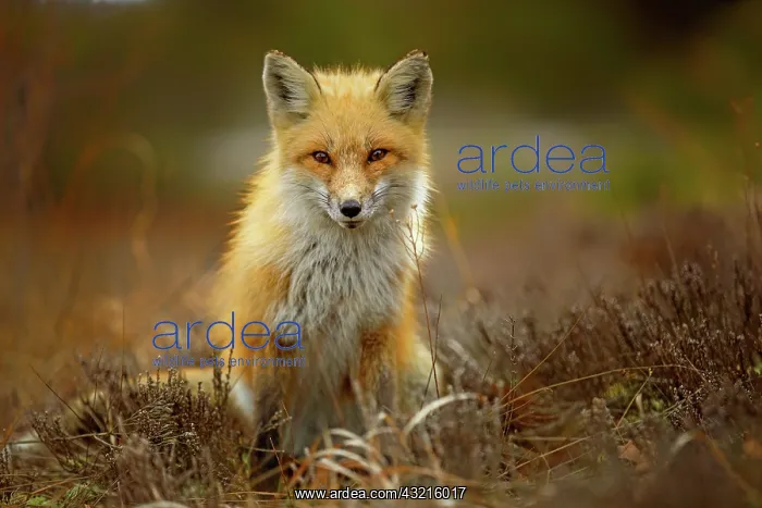 : posing Red Fox (Vulpes vulpes) in evening light : posing Red Fox (Vulpes vulpes) in evening light