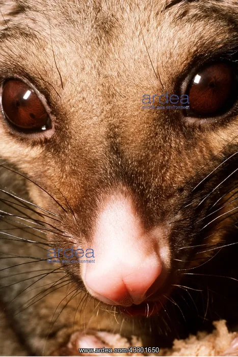 : POSSUM - close-up of head : POSSUM - close-up of head