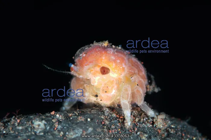 : Post-larvae Crab Megalopa : Post-larvae Crab Megalopa