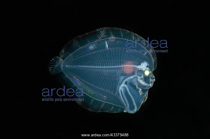 : Post larval Eyed Flounder : Post larval Eyed Flounder