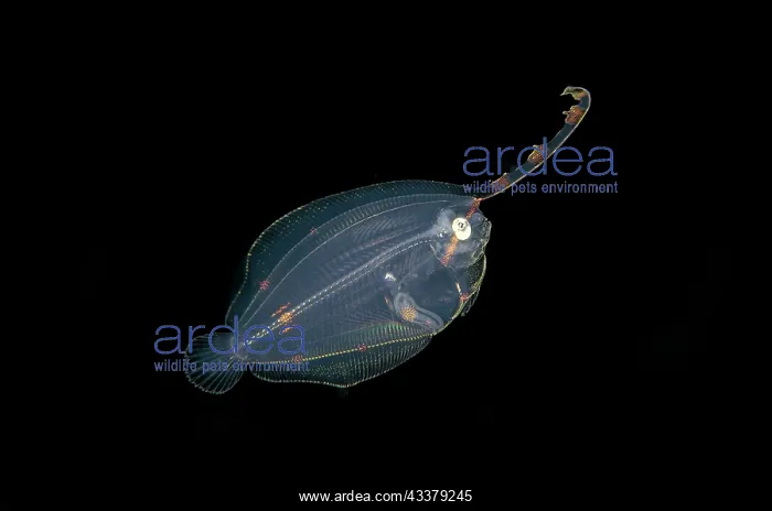 : Post larval Flounder : Post larval Flounder
