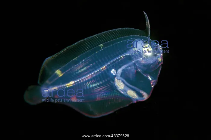  : Post larval Flounder