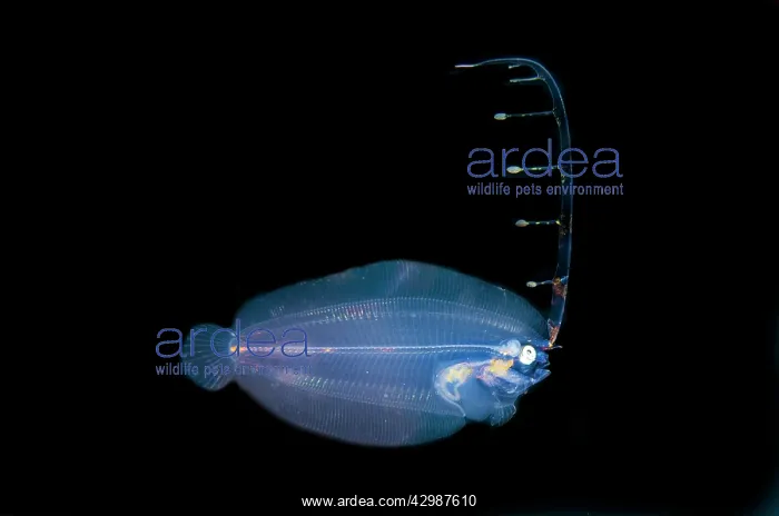  : Post larval Flounder with extended fin - Blackwater