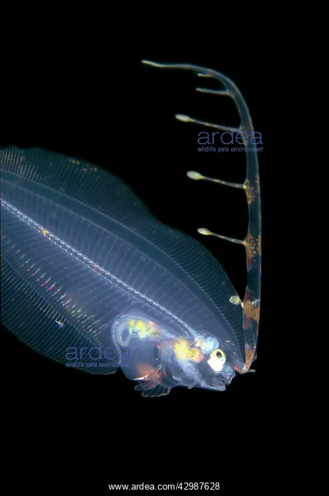 : Post larval Flounder with extended fin - Blackwater : Post larval Flounder with extended fin - Blackwater