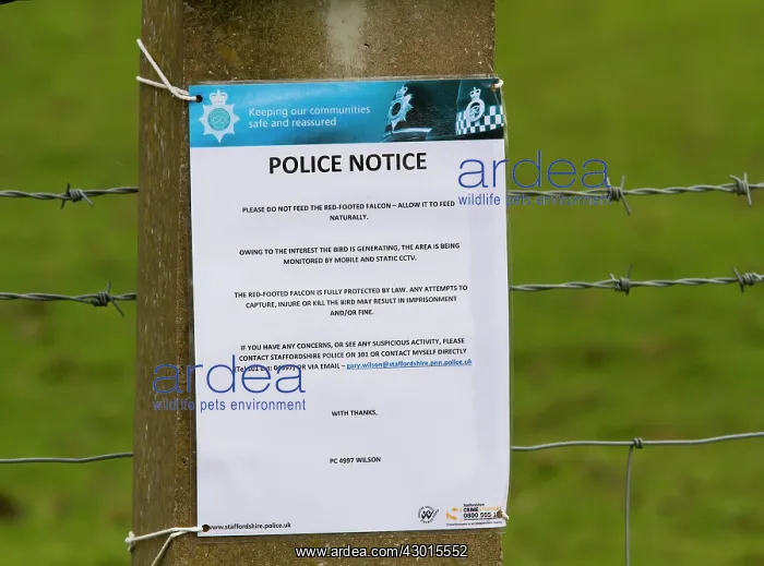 : Poster Please do not feed the Red-footed Falcon : Poster Please do not feed the Red-footed Falcon