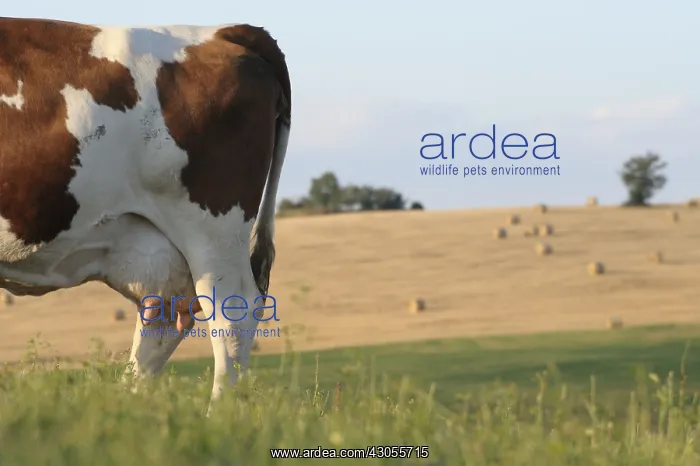  : Posterior with cow udders of a Montbeliarde Aveyron France