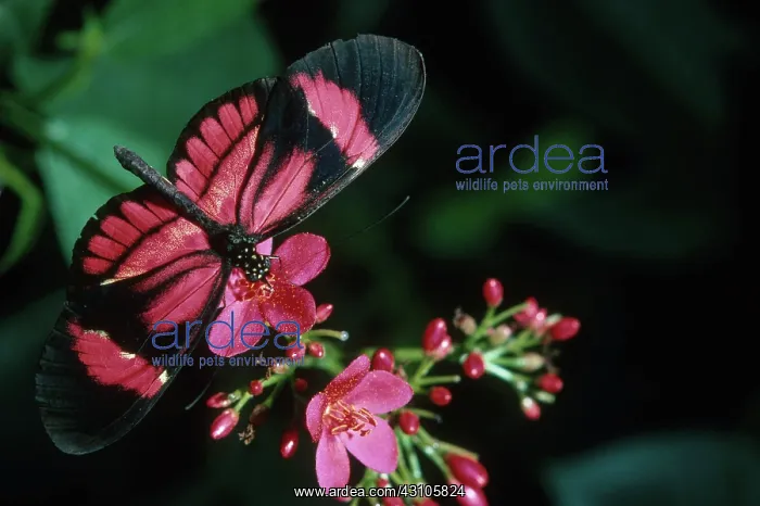  : Postman Butterfly