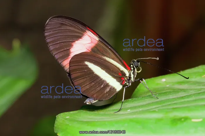 : Postman Butterfly : Postman Butterfly