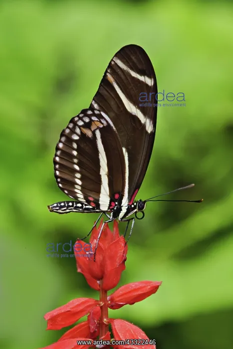 : Postman Butterfly : Postman Butterfly