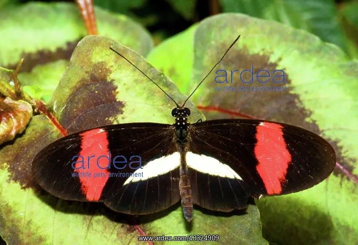: Postman Butterfly : Postman Butterfly