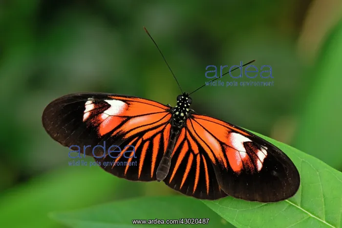 : Postman Butterfly controlled conditions breeding : Postman Butterfly controlled conditions breeding