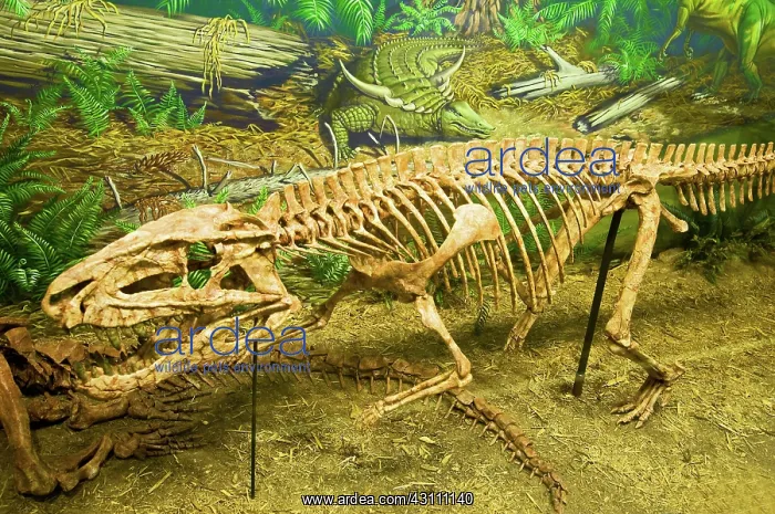 : Postosuchus Fossil : Postosuchus Fossil