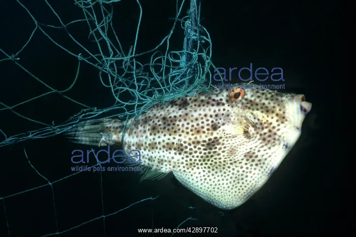 : Pot-bellied leatherjacket Trigger FISH / PeronIs : Pot-bellied leatherjacket Trigger FISH / PeronIs