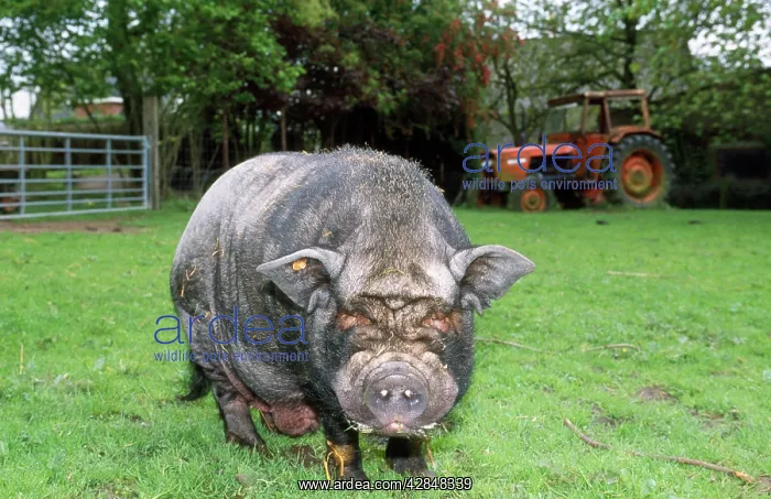  : Pot-Bellied Pig