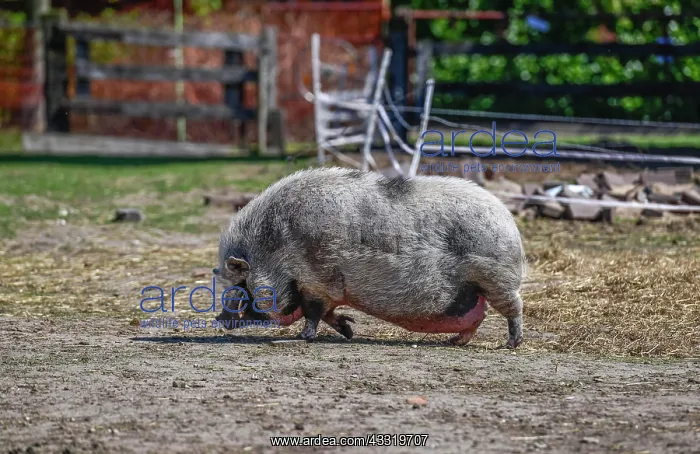 : Pot-bellied Pig : Pot-bellied Pig