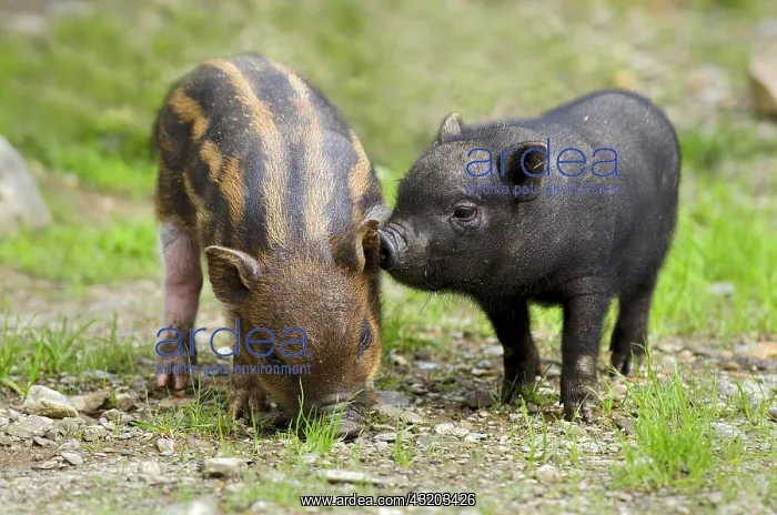 : Pot-bellied pig (Sus scrofa), piglets, Wildpark : Pot-bellied pig (Sus scrofa), piglets, Wildpark