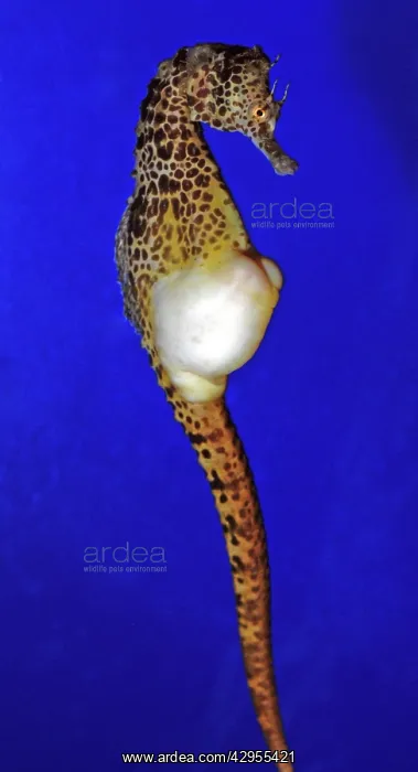: Pot-bellied Sea Horse : Pot-bellied Sea Horse
