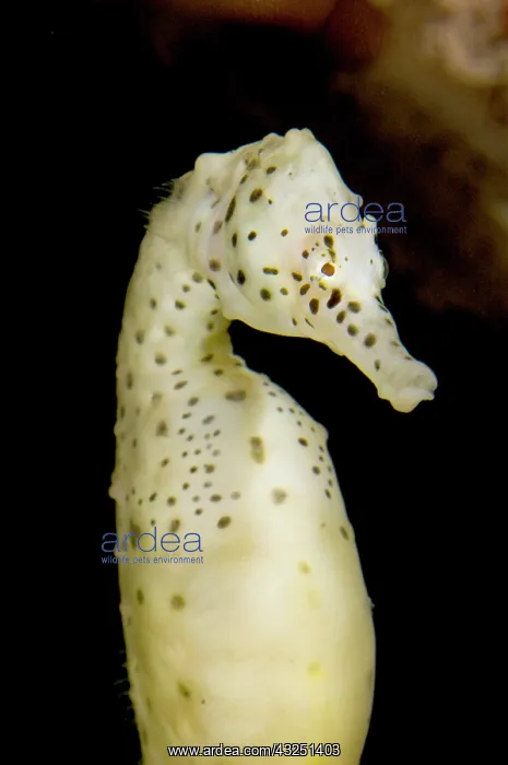 : Pot bellied seahorse, Hippocampus abdominalis : Pot bellied seahorse, Hippocampus abdominalis