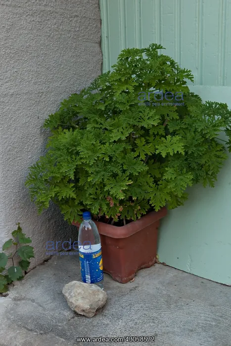: Pot of Geraniums and bottle of water Cucugnan Aude France : Pot of Geraniums and bottle of water Cucugnan Aude France