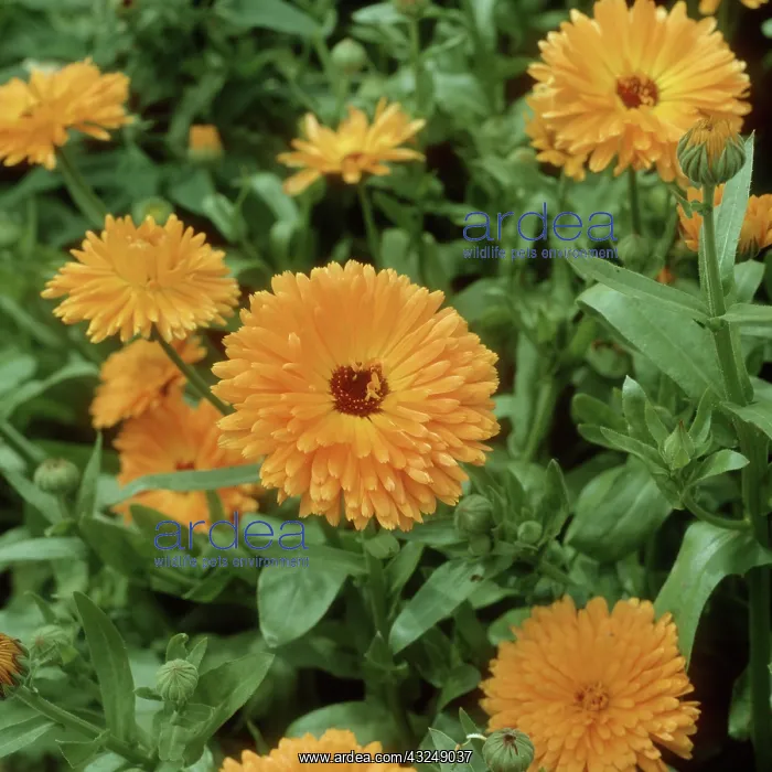 : Pot Marigold : Pot Marigold