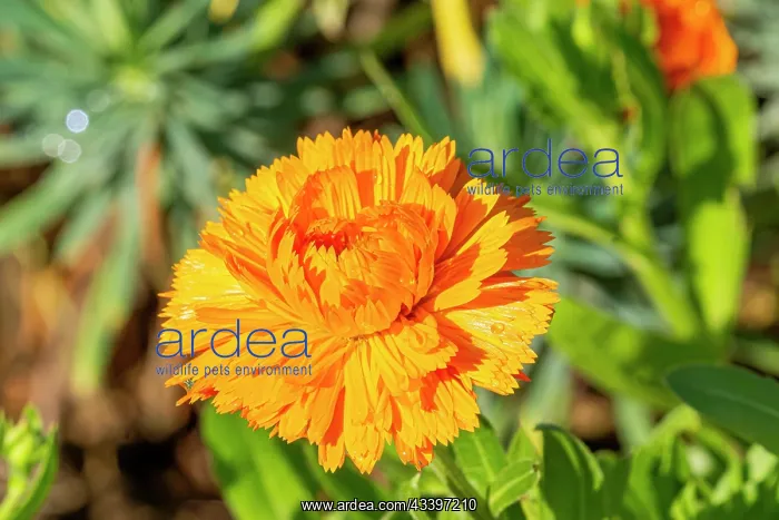 : Pot Marigold, Calendula officinalis D'Ollioules, flower : Pot Marigold, Calendula officinalis D'Ollioules, flower