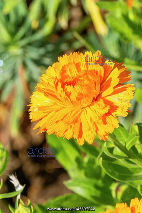 : Pot Marigold, Calendula officinalis D'Ollioules, flower : Pot Marigold, Calendula officinalis D'Ollioules, flower