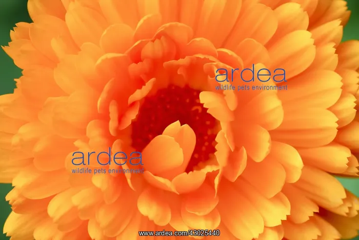  : Pot Marigold Flower, Norfolk UK