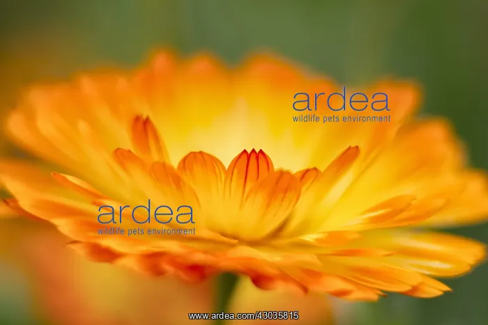  : Pot Marigold Flower, Norfolk UK