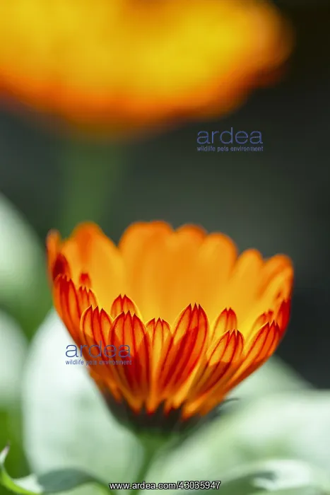  : Pot Marigold Flower, Norfolk UK