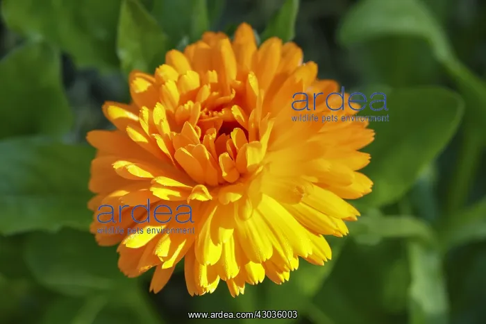  : Pot Marigold Flower, Norfolk UK