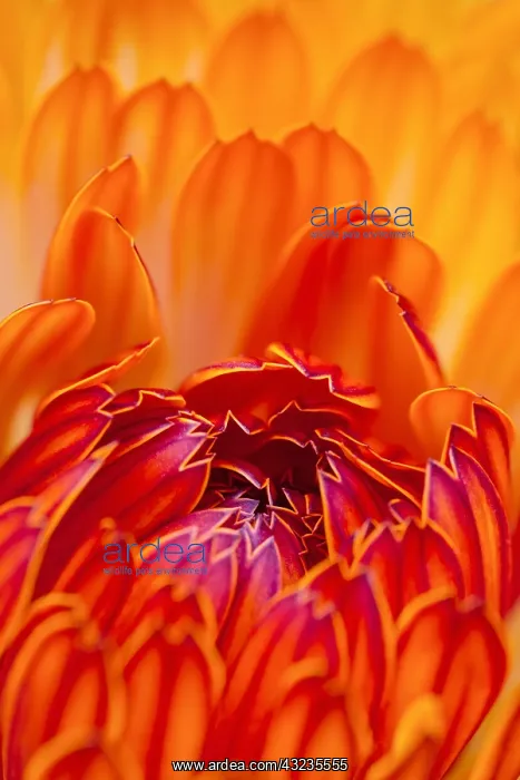  : Pot Marigold Flower, Norfolk UK