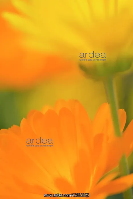 : Pot Marigold Flowers : Pot Marigold Flowers