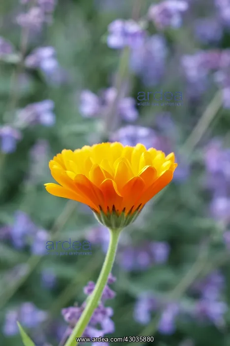  : Pot Marigold with Nepeta, Norfolk UK