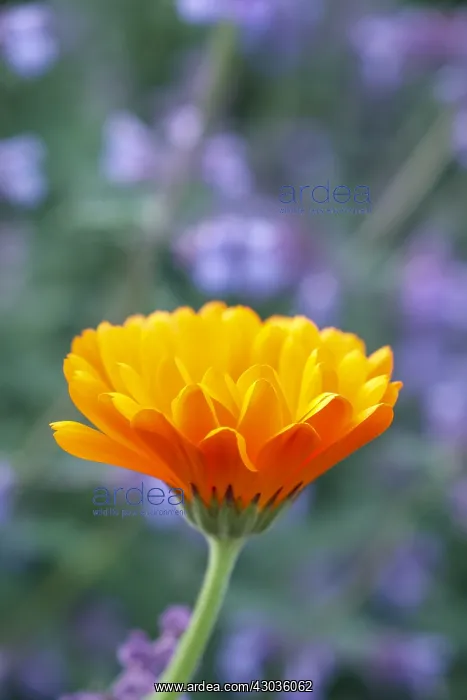 : Pot Marigold with Nepeta, Norfolk UK