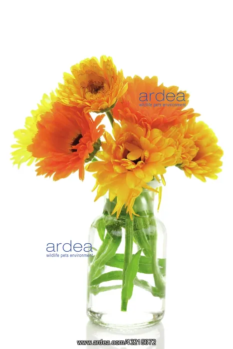 : Pot marigolds (Calendula) in an apothecary bottle : Pot marigolds (Calendula) in an apothecary bottle