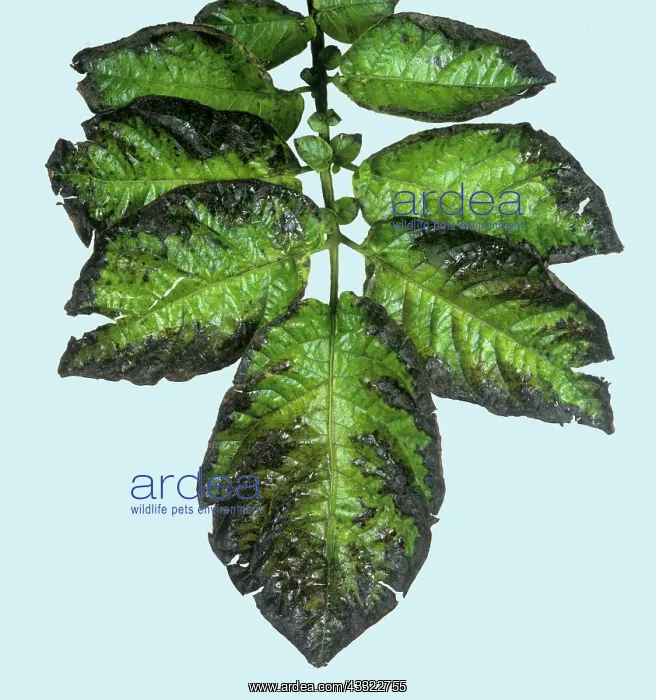 : Potassium deficiency : Potassium deficiency