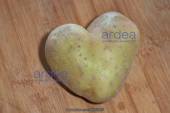 : Potato in heart shape : Potato in heart shape