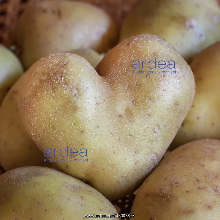 : Potato in heart shape : Potato in heart shape