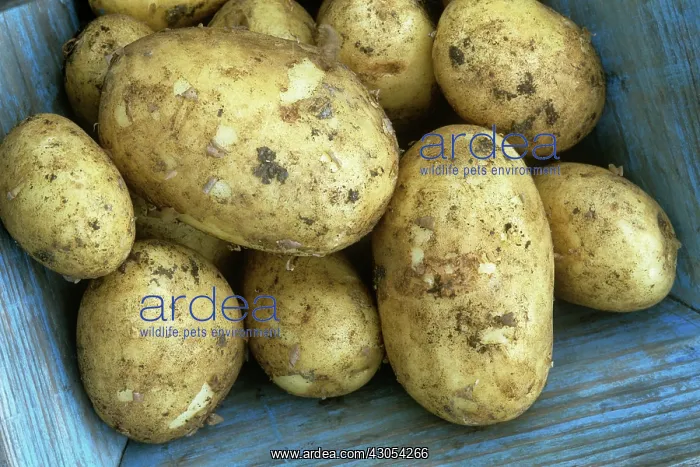 : Potato, Solanum tuberosum Winston : Potato, Solanum tuberosum Winston