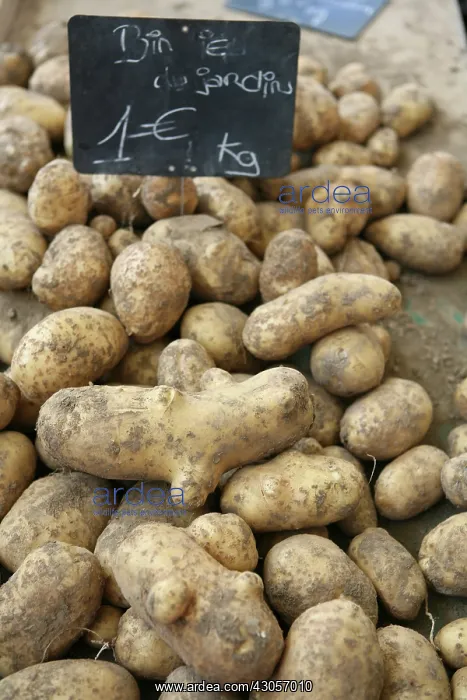 : Potato, Solanum tuberosum : Potato, Solanum tuberosum