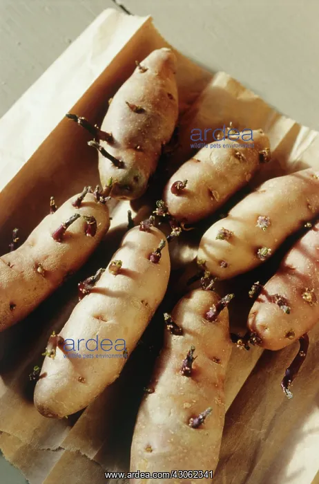 : Potato, Solanum tuberosum : Potato, Solanum tuberosum