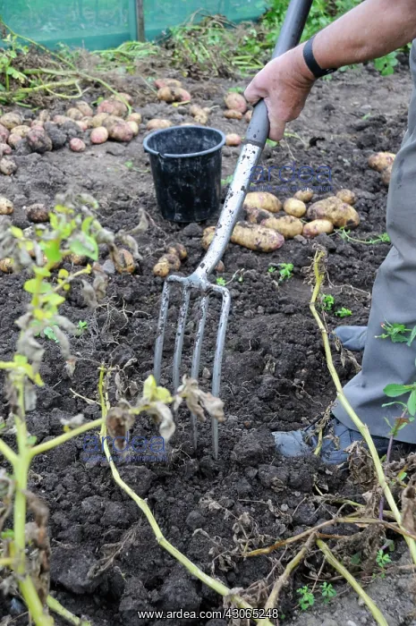 : Potato, Solanum tuberosum : Potato, Solanum tuberosum