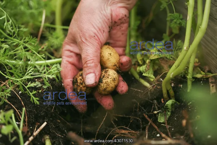 : Potato, Solanum tuberosum : Potato, Solanum tuberosum