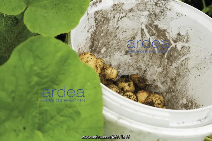 : Potato, Solanum tuberosum : Potato, Solanum tuberosum