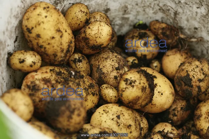 : Potato, Solanum tuberosum : Potato, Solanum tuberosum