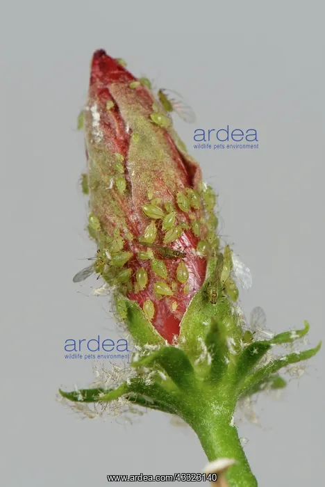 : Potato aphid : Potato aphid
