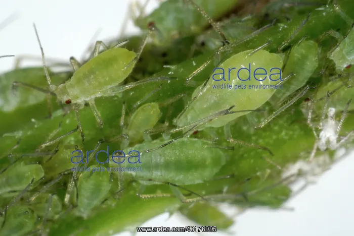 : Potato Aphid on Cleavers : Potato Aphid on Cleavers