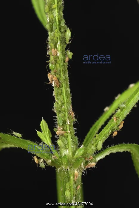 : Potato Aphid on Cleavers : Potato Aphid on Cleavers